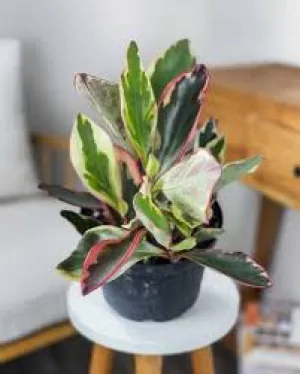 PEPPEROMIA-GINNY