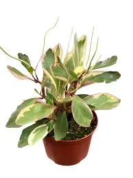 PEPPEROMIA-GINNY