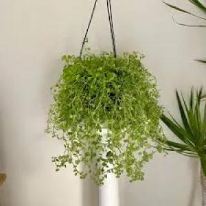 PILEA-DEPRESSA-CREEPING