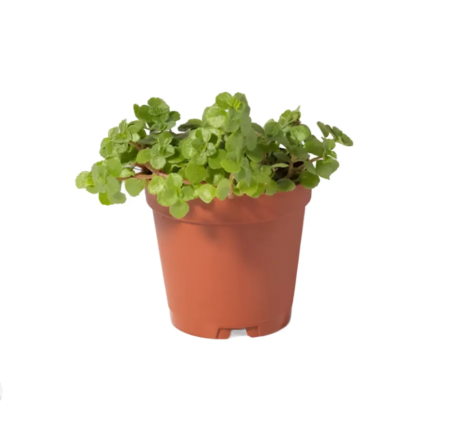 PILEA-DEPRESSA-CREEPING