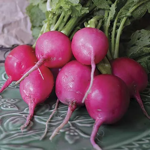Pink Lady Slipper Radish