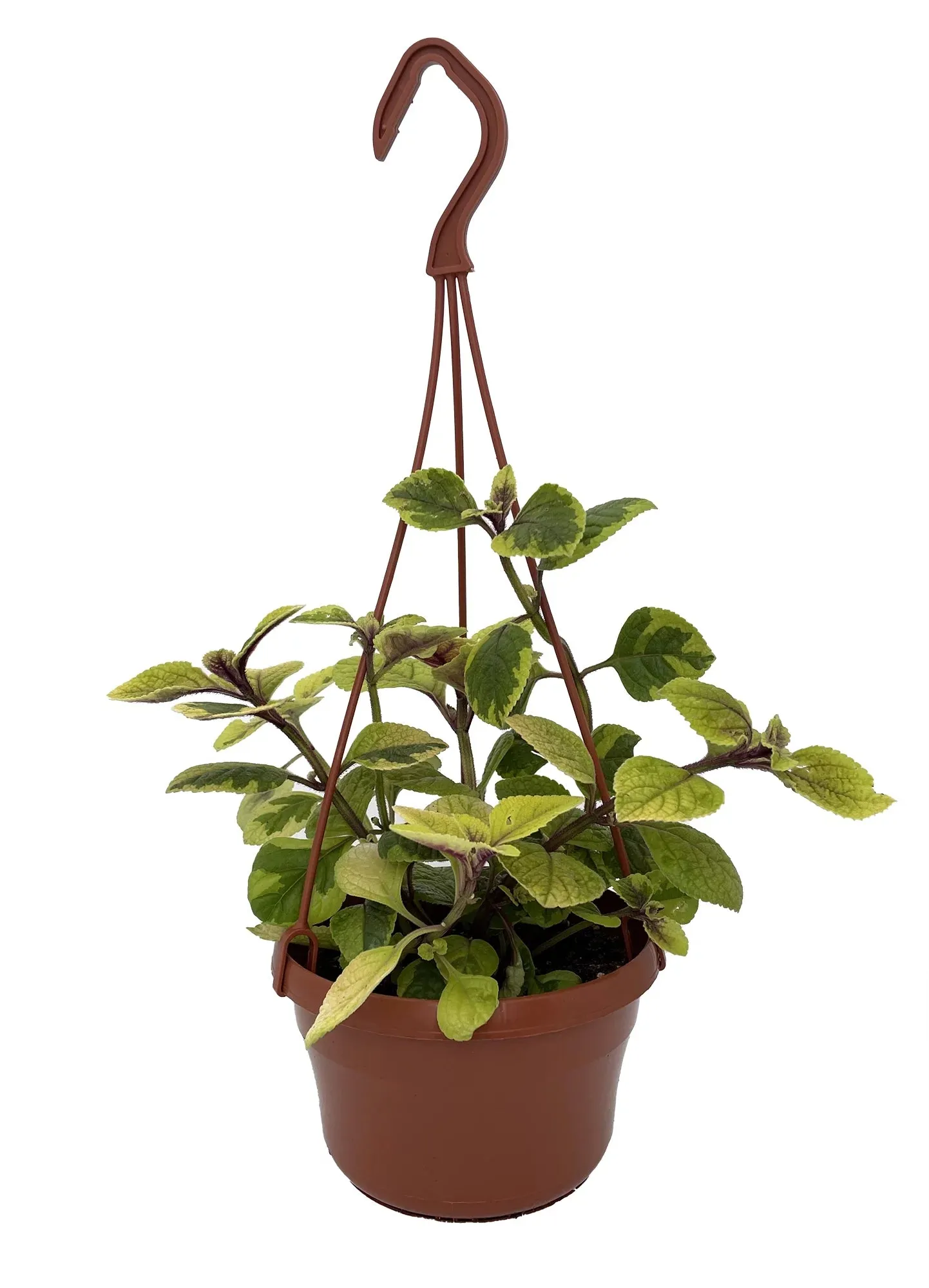 PLECTRANTHUS-GUACAMOLE