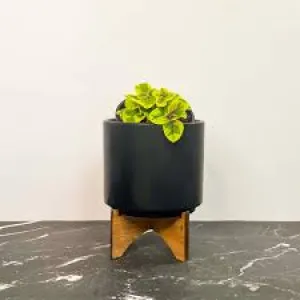 PLECTRANTHUS-GUACAMOLE
