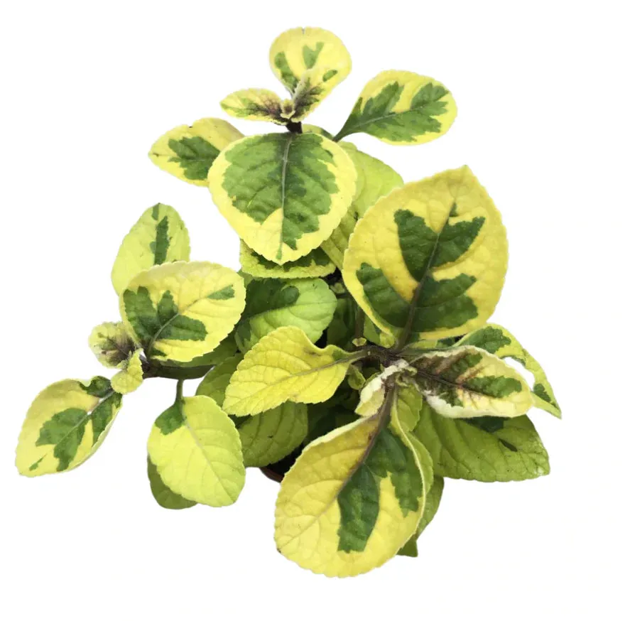 PLECTRANTHUS-GUACAMOLE